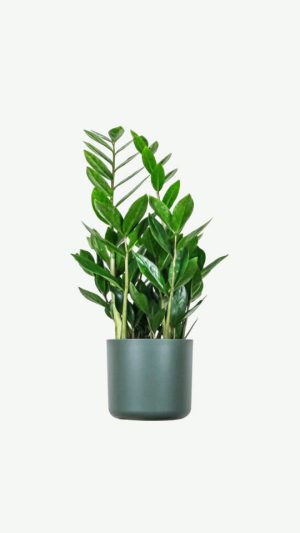 plants ecommerce product featured img 16