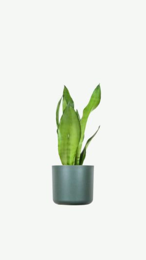 plants ecommerce product featured img 3