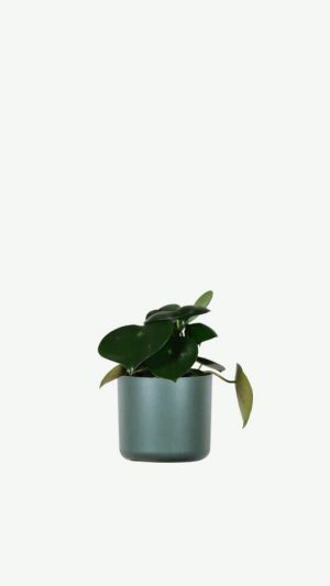 plants ecommerce product featured img 5