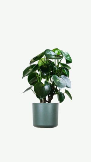 plants ecommerce product featured img 6